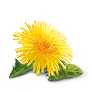 YogiTea Luomu Detox Dandelion tee - Image 5