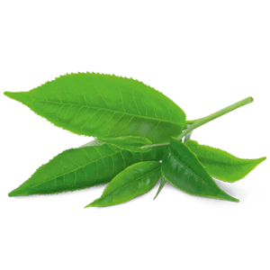 YogiTea Luomu Green Chai tee - Image 2