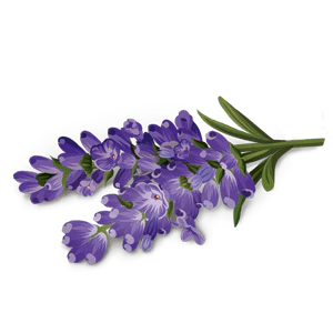 Pikkukuva 2